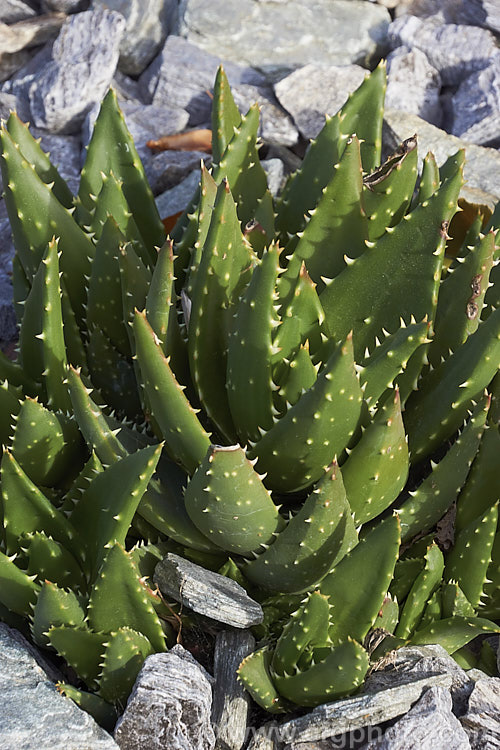 A young plant of Gold-tooth. Aloe (<i>Aloe perfoliata</i>), a form of the species formerly known as Aloe mitriformis, which has now been incorporated with several other similar species into Aloe perfoliata. It is a low, evergreen, rosette-forming succulent native to the Cape region of South Africa. It is a spreading plant that can eventually grow to around 2m across. The flowers are orange-red and borne on stems up to 40cm tall. The leaves are edged and studded with yellow teeth. Order: Asparagales, Family: Asphodelaceae