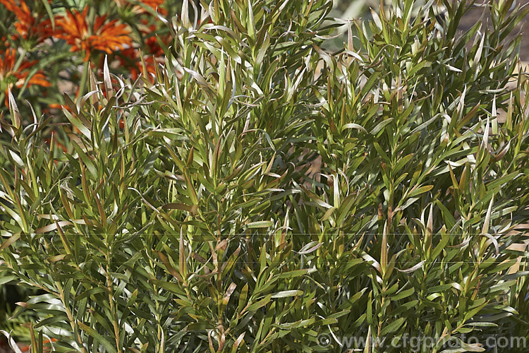 Leucadendron 'Pisa', a cultivar or hybrid of Leucadendron floridum grown for its fine soft foliage that is covered with silvery hairs. It can grow to 24m tall but is usually kept cut back to encourage dense foliage growth. The flower cones are surrounded by yellow bracts but the plant is not principally grow for the flowers but for its form and foliage. leucadendron-2138htm'>Leucadendron.