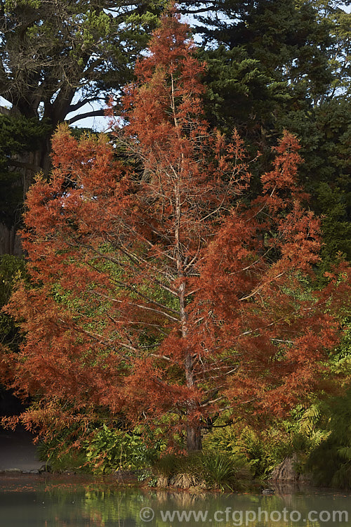 The soft, light green summer foliage of the Swamp Cypress or Bald. Cypress (<i>Taxodium distichum</i>), one of the few deciduous conifers. Capable of growing in shallow water, this species is native to the southeast United States. taxodium-2129htm'>Taxodium. Order: Pinales, Family: Cupressaceae