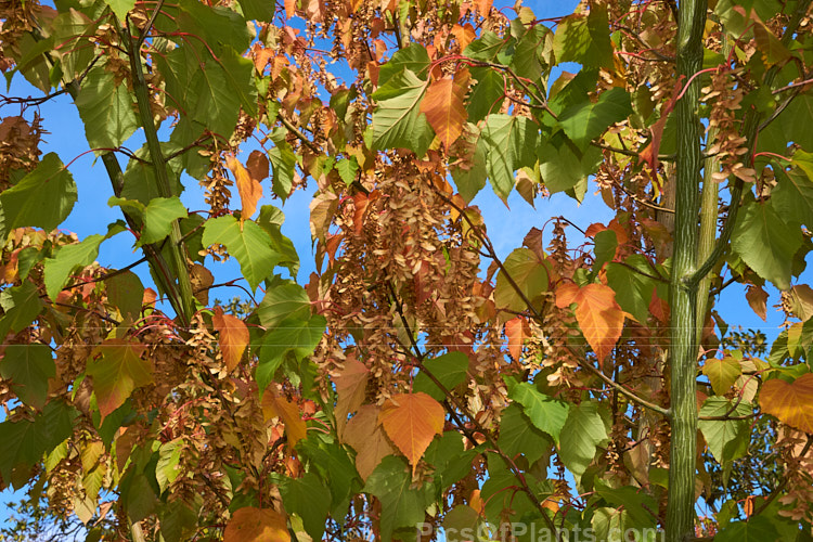 <i>Acer capillipes</i> with mature samara and early autumn foliage. This 10-13m tall deciduous tree is native to Japan. It has pale-striped green bark and is therefore commonly known as one of the snakebark maples. The stems are red-tinted when young and the petioles are also reddish, with the whole leaf developing gold to red tones in autumn. Order Sapindales, Family: Sapindaceae