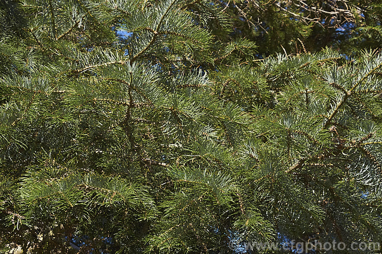 Giant Fir or Grand Fir (<i>Abies grandis</i>), a fast-growing conifer from northwestern North America. It can become a very tall (75m</i>) single-trunked tree. Cultivated specimens are often trained for multiple trunks. Order: Pinales, Family: Pinaceae