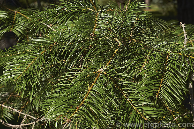 Giant Fir or Grand Fir (<i>Abies grandis</i>), a fast-growing conifer from northwestern North America. It can become a very tall (75m</i>) single-trunked tree. Cultivated specimens are often trained for multiple trunks. Order: Pinales, Family: Pinaceae