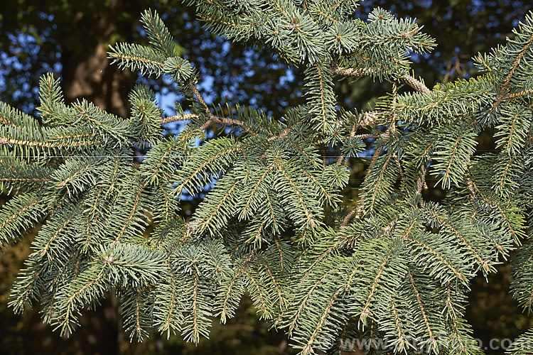 The mature foliage of Dragon Spruce (<i>Picea asperata</i>), an evergreen coniferous tree up to 40m tall It is native to western China. picea-2080htm'>Picea. <a href='pinaceae-plant-family-photoshtml'>Pinaceae</a>.