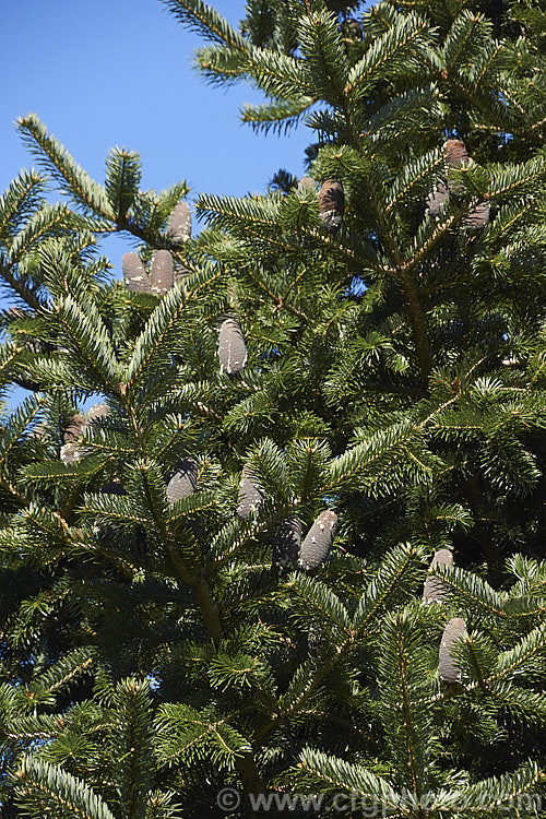 <i>Abies chensiensis</i> subsp. <i>salouenensis</i>, a subspecies of the Shensi Fir, an evergreen, 30-50m tall conifer native to China, in which the leaves are longer than the species - up to 75 cm long. This subspecies occurs as far south as northern India Order: Pinales, Family: Pinaceae