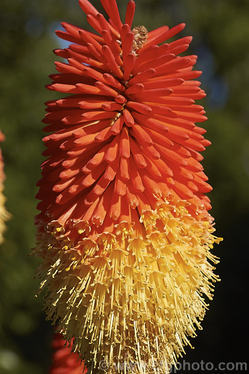 Kniphofia 'Winter. Cheer', a very reliable and hardy cultivar of red-hot poker that is always one of the first to bloom and continues to flower over a long season