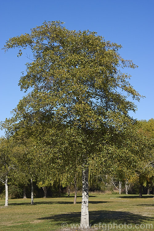 Red Alder (<i>Alnus rubra</i>), a 20-35m tall deciduous tree native to western North America, where it occurs from southern Alaska to northern California. The common name comes not from the male catkins, which are red when mature, but from the bright orange-red under-bark that is exposed when the pale grey surface is cut or scraped. NativeAmericans used the red alder bark in medicines and to make dyes. alnus-2121htm'>Alnus. <a href='betulaceae-plant-family-photoshtml'>Betulaceae</a>.