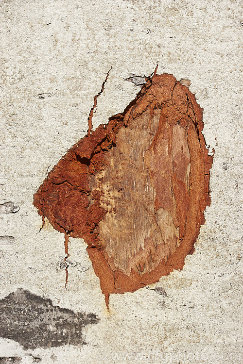 The exposed under-bark of the Red Alder (<i>Alnus rubra</i>), a 20-35m tall deciduous tree native to western North America, where it occurs from southern Alaska to northern California. The common name comes not from the male catkins, which are red when mature, but from the bright orange-red under-bark that is exposed when the pale grey surface is cut or scraped. NativeAmericans used the red alder bark in medicines and to make dyes. alnus-2121htm'>Alnus. <a href='betulaceae-plant-family-photoshtml'>Betulaceae</a>.