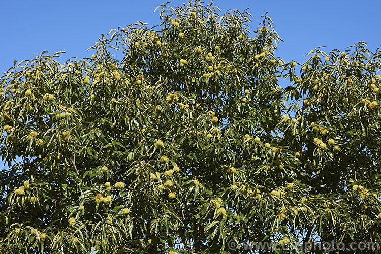 Edible Chestnut or Sweet Chestnut (<i>Castanea sativa</i>) with mature fruit burrs, each of which contains 1-5 nuts. This 40m tall deciduous tree is native to southern Europe, North Africa and western Asia. castanea-2419htm'>Castanea. Order: Fagales, Family: Fagaceae