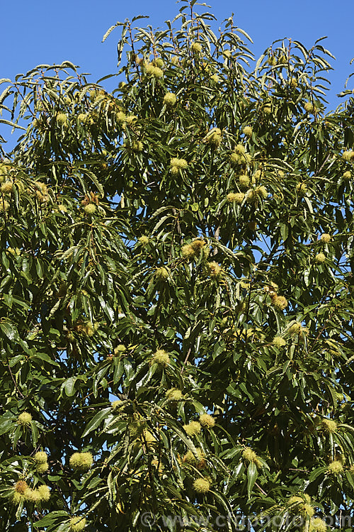 Edible Chestnut or Sweet Chestnut (<i>Castanea sativa</i>) with mature fruit burrs, each of which contains 1-5 nuts. This 40m tall deciduous tree is native to southern Europe, North Africa and western Asia. castanea-2419htm'>Castanea. Order: Fagales, Family: Fagaceae