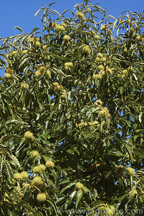 Edible Chestnut or Sweet Chestnut (<i>Castanea sativa</i>) with mature fruit burrs, each of which contains 1-5 nuts. This 40m tall deciduous tree is native to southern Europe, North Africa and western Asia. castanea-2419htm'>Castanea. Order: Fagales, Family: Fagaceae