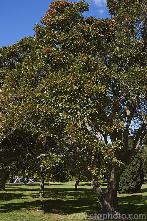 Carriere. Hawthorn (<i>Crataegus x lavallei</i>), a hybrid between two. North American species (<i>Crataegus pubescens forma stipulacea x Crataegus crus-galli</i>) this 7m tall deciduous tree bears slow-ripening bright red fruit. crataegus-2134htm'>Crataegus.