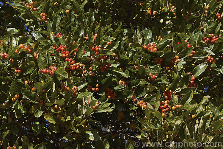 Carriere. Hawthorn (<i>Crataegus x lavallei</i>), a hybrid between two. North American species (<i>Crataegus pubescens forma stipulacea x Crataegus crus-galli</i>) this 7m tall deciduous tree bears slow-ripening bright red fruit. crataegus-2134htm'>Crataegus.