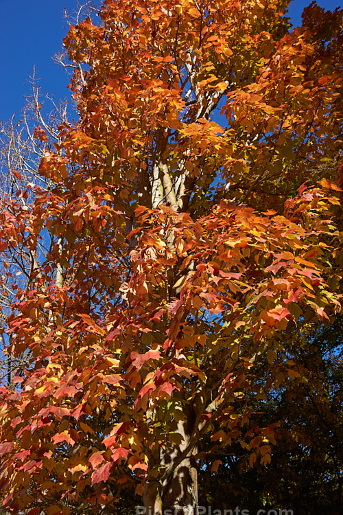 <i>Acer rubrum</i> 'Scanlon', a broadly columnar, 10-20m tall, American cultivar of the Canadian, Red, Scarlet or Swamp Maple of eastern and central North America. It is notable for its vivid autumn foliage colours. Order Sapindales, Family: Sapindaceae