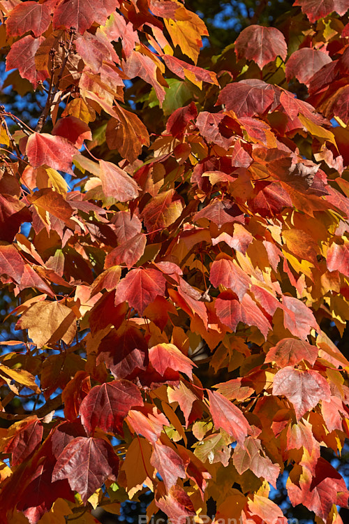 <i>Acer rubrum</i> 'Scanlon', a broadly columnar, 10-20m tall, American cultivar of the Canadian, Red, Scarlet or Swamp Maple of eastern and central North America. It is notable for its vivid autumn foliage colours. Order Sapindales, Family: Sapindaceae