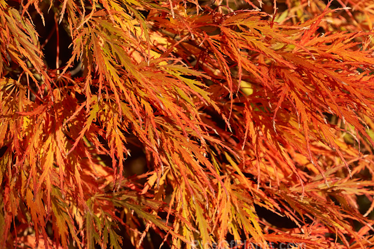 Autumn foliage of Filigree-leafed Japanese Maple (<i>Acer palmatum</i> 'Dissectum'), an attractive shrubby Japanese Maple cultivar that has brilliantly coloured autumn foliage but which is prone to wind-burn. Order Sapindales, Family: Sapindaceae