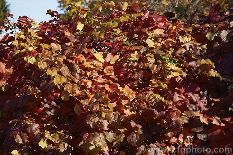 Tenturier. Grape (<i>Vitis vinifera 'Purpurea') in autumn. This cultivar of the common wine grape, a Eurasian deciduous vine, is grown for its vivid autumn foliage. Its fruit is small and generally inedible.