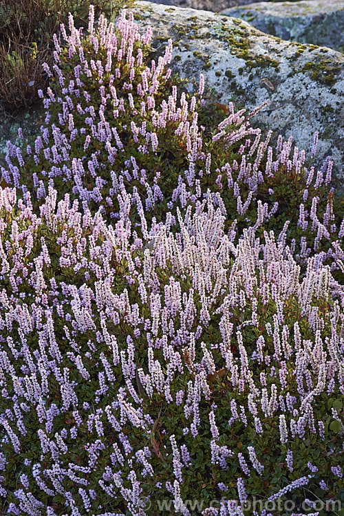 Polygonum vaccinifolium (syn. Persicaria vaccinifolia</i>), a small, spreading, autumn-flowering perennial native to the Himalayan region. Order: Caryophyllales, Family: Polygonaceae