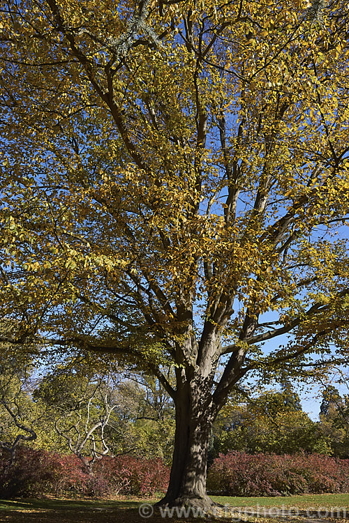 The Common Hornbeam or European Hornbeam (<i>Carpinus betulus</i>) in autumn. This deciduous tree, which is up to 20m tall, is found through much of Eurasia. There are many cultivated forms. Order: Fagales, Family: Betulaceae