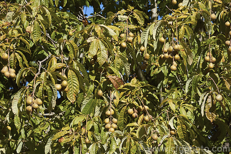 The autumn foliage and mature fruit of the Indian Horse Chestnut (<i>Aesculus indica</i>), a northeastern Himalayan deciduous tree up to 30m tall Order Sapindales, Family: Sapindaceae