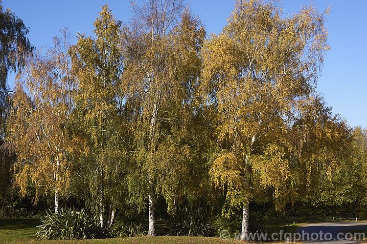 Silver Birch (<i>Betula pendula</i>), an extremely hardy Eurasian tree widely cultivated for its silver-grey bark. Its foliage often colours well in autumn, as shown here. betula-2077htm'>Betula. <a href='betulaceae-plant-family-photoshtml'>Betulaceae</a>.