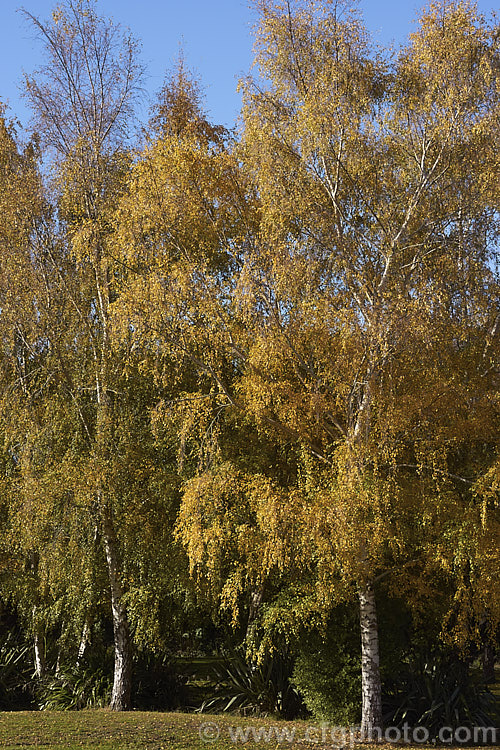 Silver Birch (<i>Betula pendula</i>), an extremely hardy Eurasian tree widely cultivated for its silver-grey bark. Its foliage often colours well in autumn, as shown here. betula-2077htm'>Betula. <a href='betulaceae-plant-family-photoshtml'>Betulaceae</a>.