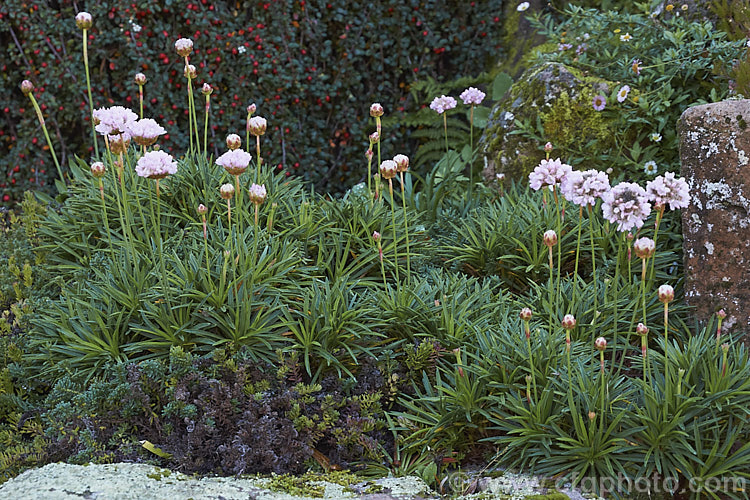 Plantain Thrift, Pinkball Thrift or False Sea Thrift (<i>Armeria pseudarmeria</i>), a long-flowering evergreen shrublet native to western Portugal. Usually soft pink, the flower colour ranges from white to wine red. The flower stems are up to 50cm tall Order: Caryophyllales, Family: Plumbaginaceae