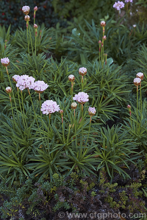 Plantain Thrift, Pinkball Thrift or False Sea Thrift (<i>Armeria pseudarmeria</i>), a long-flowering evergreen shrublet native to western Portugal. Usually soft pink, the flower colour ranges from white to wine red. The flower stems are up to 50cm tall Order: Caryophyllales, Family: Plumbaginaceae