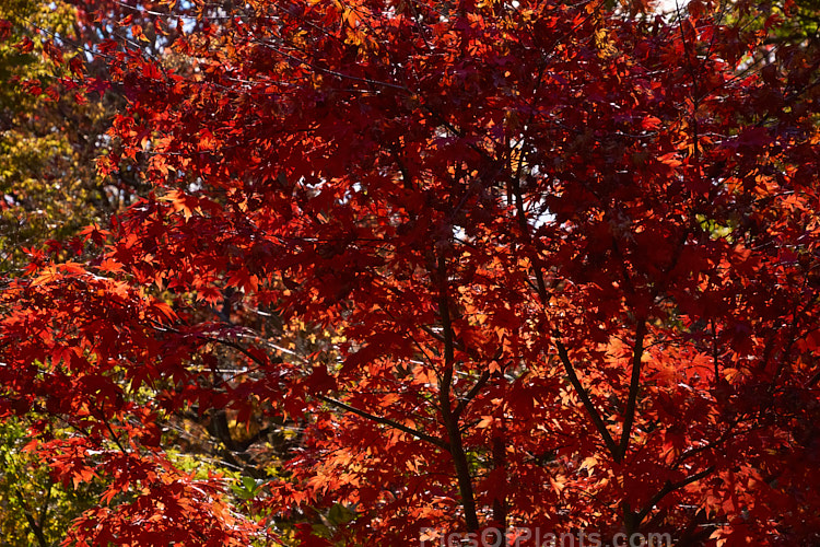 The vivid autumn foliage of <i>Acer palmatum</i> 'Osakazuki', an upright cultivar with simple palmate foliage that is bright green in spring, darkening in summer and developing fiery red tones in autumn. It grows to around 7m tall. Order Sapindales, Family: Sapindaceae