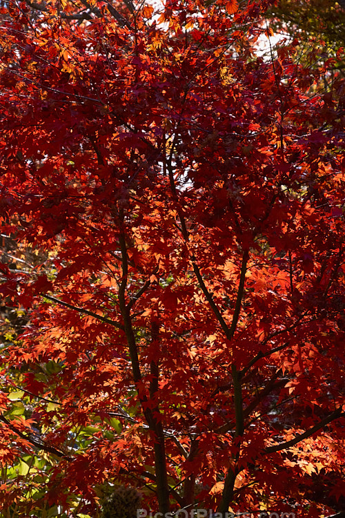 The vivid autumn foliage of <i>Acer palmatum</i> 'Osakazuki', an upright cultivar with simple palmate foliage that is bright green in spring, darkening in summer and developing fiery red tones in autumn. It grows to around 7m tall. Order Sapindales, Family: Sapindaceae