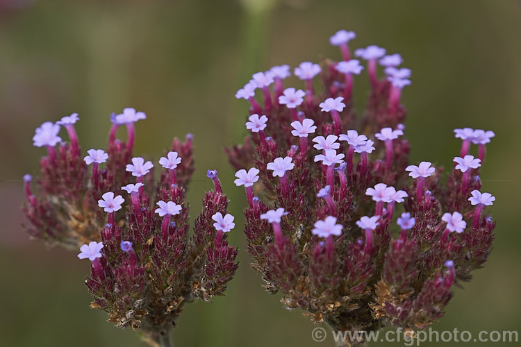 Purple Top, South American. Vervain or Tall Verbena (<i>Verbena bonariensis</i>), a summer- to autumn-flowering annual or short-lived perennial native to temperate and sub-tropical South America. It is tall for a verbena and carries its flowers in flattened heads that rather resemble a miniature. Buddleja flowerhead