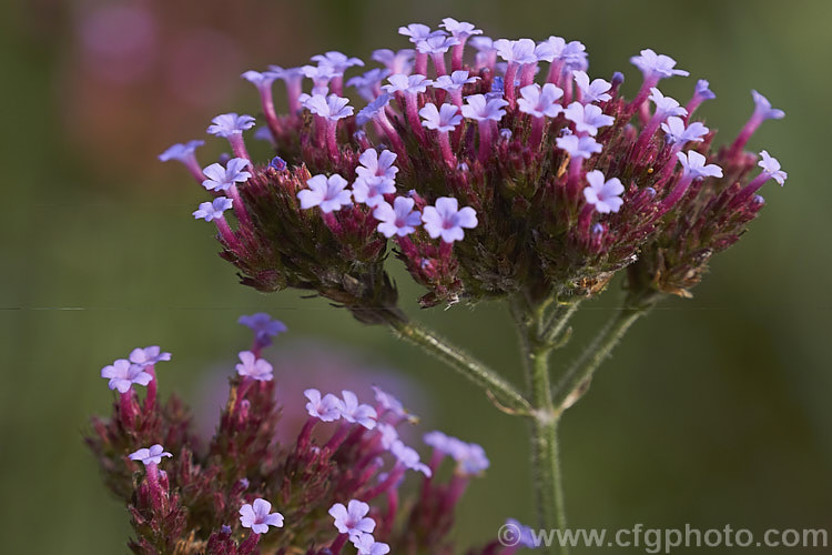 Purple Top, South American. Vervain or Tall Verbena (<i>Verbena bonariensis</i>), a summer- to autumn-flowering annual or short-lived perennial native to temperate and sub-tropical South America. It is tall for a verbena and carries its flowers in flattened heads that rather resemble a miniature. Buddleja flowerhead. verbena-2396htm'>Verbena. .