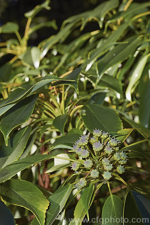 The seed pods of the Wheel. Tree (<i>Trochodendron aralioides</i>), an evergreen shrub or small tree that can grow to as much as 20m tall It is native to Japan, southern Korea and Taiwan and is notable for its reddish bronze new growth and its yellow-green flowers which have not petals but are nonetheless conspicuous because of the spoke-like arrangement of the stamens around a central hub of carpels. trochodendron-3373htm'>Trochodendron. <a href='trochodendraceae-plant-family-photoshtml'>Trochodendraceae</a>.