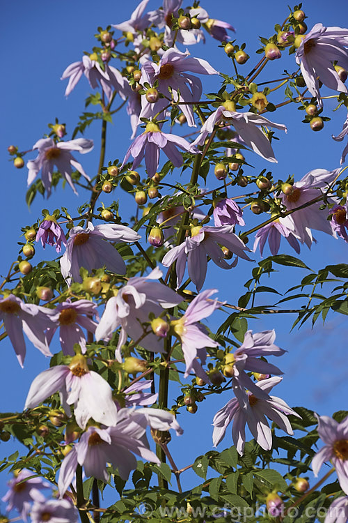 Tree Dahlia (<i>Dahlia imperialis</i>), a rapid-growing perennial or subshrub found from Guatemala to Colombia. It flowers from late autumn to early winter and can grow to over 5m tall in a single season. Order: Asterales, Family: Asteraceae