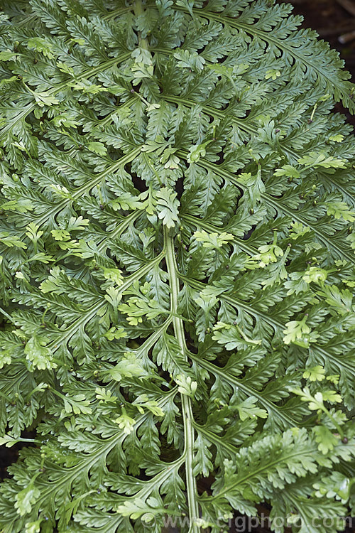 Hen and Chickens. Fern (<i>Asplenium bulbiferum</i>), an evergreen fern native to Australia and New Zealand So-named for the small plantlets that form along the edge of the fronds, as can be seen in this image. asplenium-2279htm'>Asplenium. <a href='aspleniaceae-plant-family-photoshtml'>Aspleniaceae</a>.