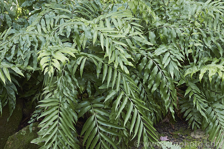 Shining Spleenwort or Huruhuru. Whenua (<i>Asplenium oblongifolium</i>), a very distinctive evergreen, glossy-leafed New Zealand fern with 1m long fronds. Its spreads to form a clump well over 1m wide. asplenium-2279htm'>Asplenium. <a href='aspleniaceae-plant-family-photoshtml'>Aspleniaceae</a>.