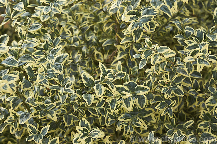 Golden Box (<i>Buxus sempervirens 'Aureo Variegata'), a yellow-edged form of the Common Box, an evergreen shrub native to southern Europe, western Asia and North Africa. As with the plain green-leaved species, it is widely used for hedging.