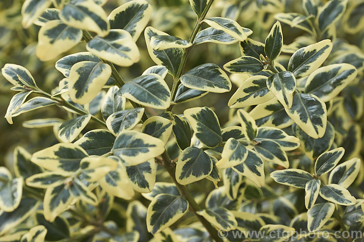 Golden Box (<i>Buxus sempervirens 'Aureo Variegata'), a yellow-edged form of the Common Box, an evergreen shrub native to southern Europe, western Asia and North Africa. As with the plain green-leaved species, it is widely used for hedging.