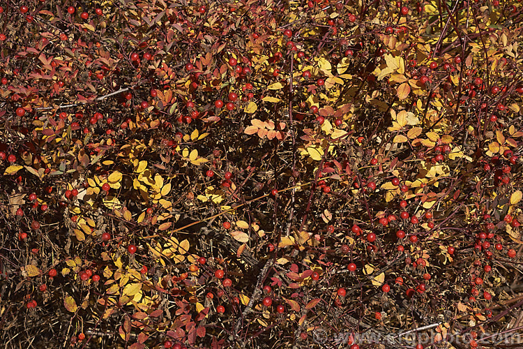 The mature hips and autumn foliage of the Western Wild Rose (<i>Rosa woodsii var. fendleri</i>), a variety of a western and central North American species. This variety differs from the species in having bristly flower stems. Order: Rosales, Family: Rosaceae