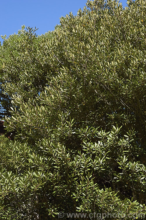 Hinau (<i>Elaeocarpus dentatus</i>), an evergreen spring-flowering tree native to New Zealand It grows to as much as 18m tall, though it is usually considerably smaller in cultivation. The sprays of small white flowers are followed by olive-sized fruits that become reddish-purple when ripe. elaeocarpus-2062htm'>Elaeocarpus. <a href='elaeocarpaceae-plant-family-photoshtml'>Elaeocarpaceae</a>.