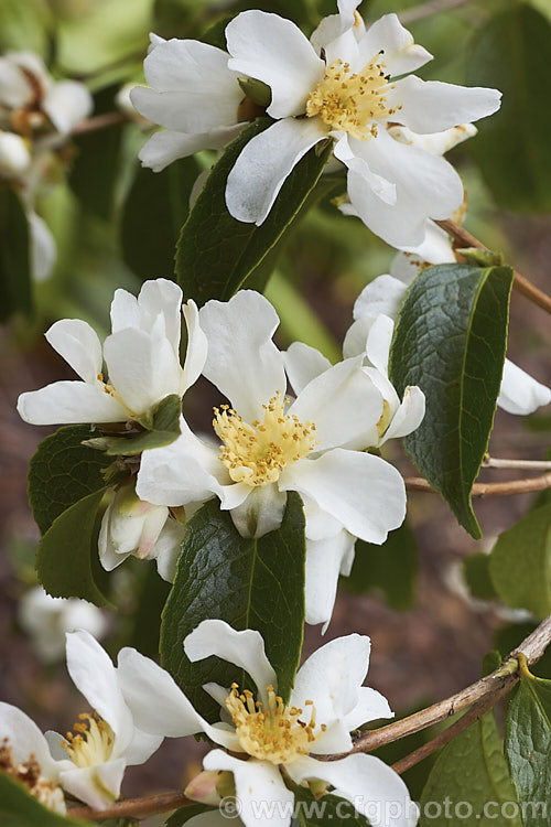 <i>Camellia grijsii</i>, a relatively rare small-flowered, winter-blooming species, found naturally in southern China. It seeds are one of the sources of camellia oil, which is used in medicine and cosmetics. Order: Ericales, Family: Theaceae