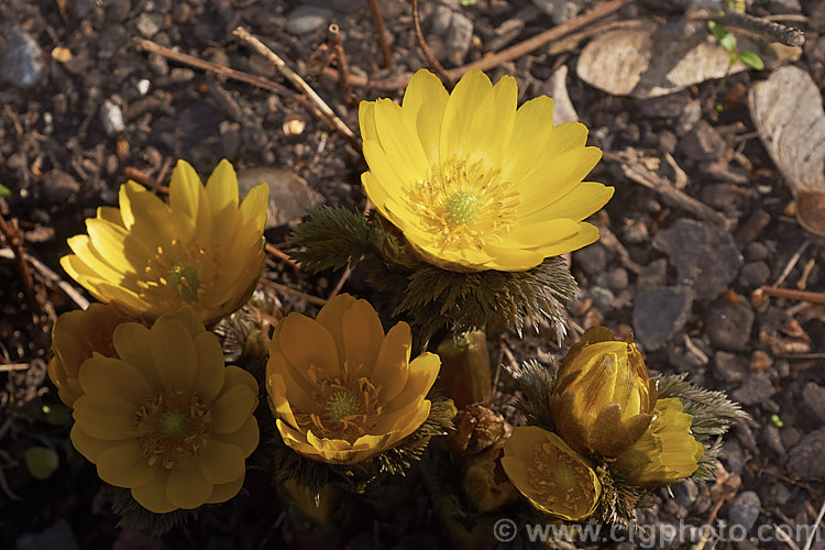 <i>Adonis amurensis</i>, a small, hardy, winter- to early spring-flowering perennial native to northeastern China, Japan and Korea. A relative of the buttercups, as shown by the flowers, it grows to around 15cm tall and the first flowers can appear before the ferny foliage emerges. Order: Ranunculales, Family: Ranunculaceae