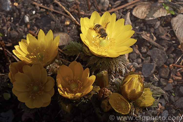 <i>Adonis amurensis</i> (with hoverfly), a small, hardy, winter- to early spring-flowering perennial native to northeastern China, Japan and Korea. A relative of the buttercups, as shown by the flowers, it grows to around 15cm tall and the first flowers can appear before the ferny foliage emerges. Order: Ranunculales, Family: Ranunculaceae