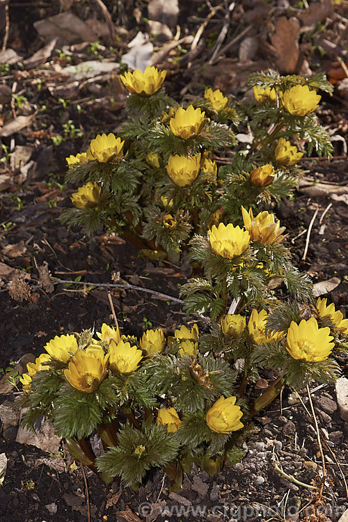 <i>Adonis amurensis</i>, a small, hardy, winter- to early spring-flowering perennial native to northeastern China, Japan and Korea. A relative of the buttercups, as shown by the flowers, it grows to around 15cm tall and the first flowers can appear before the ferny foliage emerges. Order: Ranunculales, Family: Ranunculaceae