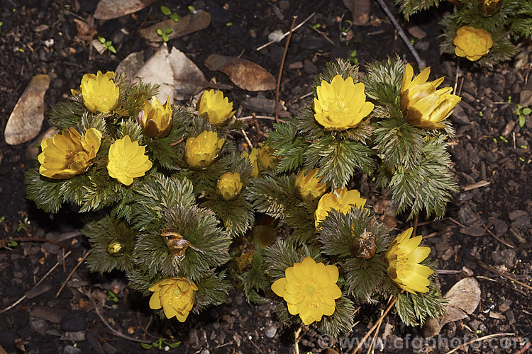 <i>Adonis amurensis</i>, a small, hardy, winter- to early spring-flowering perennial native to northeastern China, Japan and Korea. A relative of the buttercups, as shown by the flowers, it grows to around 15cm tall and the first flowers can appear before the ferny foliage emerges. Order: Ranunculales, Family: Ranunculaceae