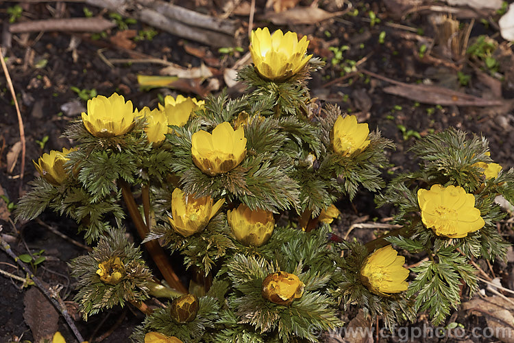 <i>Adonis amurensis</i>, a small, hardy, winter- to early spring-flowering perennial native to northeastern China, Japan and Korea. A relative of the buttercups, as shown by the flowers, it grows to around 15cm tall and the first flowers can appear before the ferny foliage emerges. Order: Ranunculales, Family: Ranunculaceae