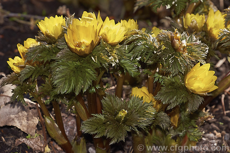 <i>Adonis amurensis</i>, a small, hardy, winter- to early spring-flowering perennial native to northeastern China, Japan and Korea. A relative of the buttercups, as shown by the flowers, it grows to around 15cm tall and the first flowers can appear before the ferny foliage emerges. Order: Ranunculales, Family: Ranunculaceae