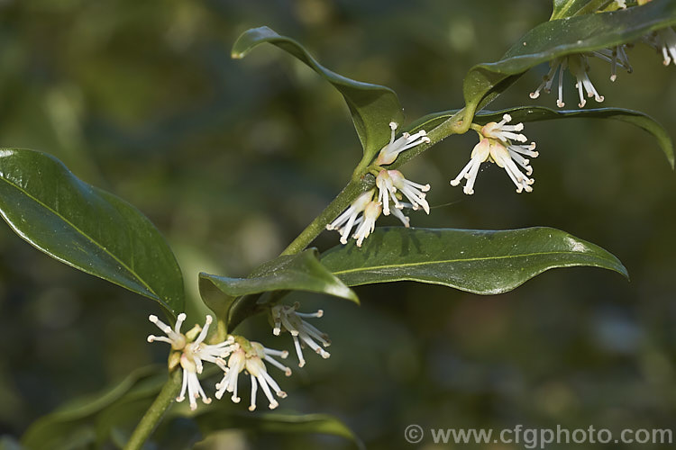 Sarcococca saligna, a stoloniferous, winter-flowering evergreen shrub that grows to around 12m tall Purple to black fruits follow the flowers. It is native to the western Himalayan region. sarcococca-2486htm'>Sarcococca. <a href='buxaceae-plant-family-photoshtml'>Buxaceae</a>.