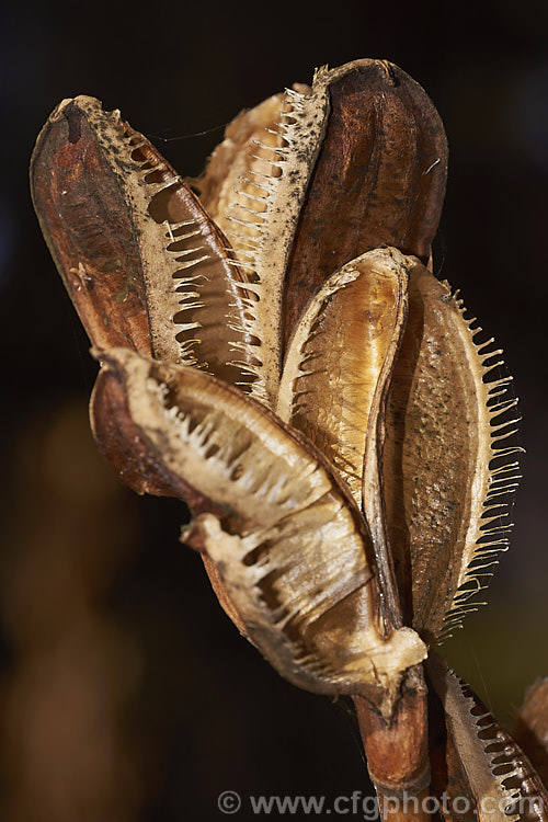 The dried seedpods of the Giant Himalayan Lily (<i>Cardiocrinum giganteum</i>) after the seeds have been shed. This early summer-flowering Himalayan bulb grows very quickly to over 3 m high after disappearing completely over winter. The flowers are quite strongly scented, though because they are so high up the fragrance is not always noticeable. Order: Liliales, Family: Liliaceae