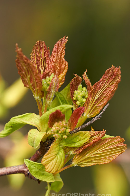 The new spring foliage and flower bud of the Tatarian Maple (<i>Acer tataricum</i>), a small deciduous tree found over much of the temperate area of the northern hemisphere except western Europe. Order Sapindales, Family: Sapindaceae