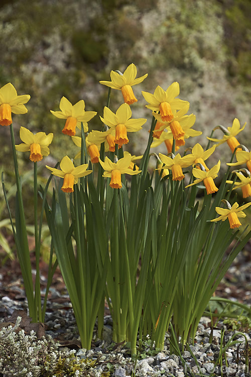 Narcissus 'Jet. Fire' (syn 'Jetfire'), a Narcissus cyclamineus hybrid that is around 15-20cm tall It was raised by the American breeder. Mitsch and is sometimes listed as a triandrus hybrid Order: Asparagales, Family: Amaryllidaceae